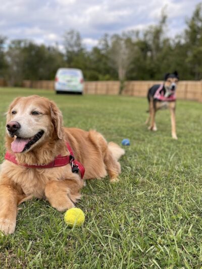 It's A Dog's World - St Cloud, FL