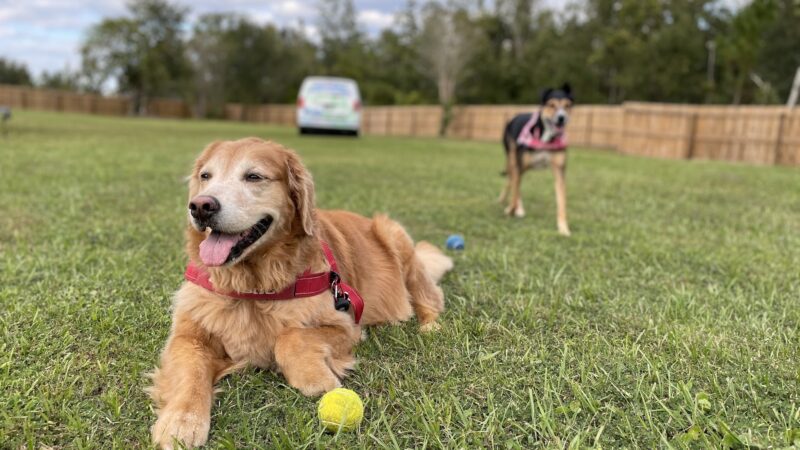 It's A Dog's World - St Cloud, FL