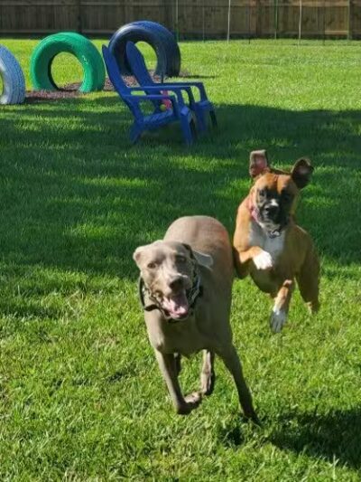 It's A Dog's World - St Cloud, FL