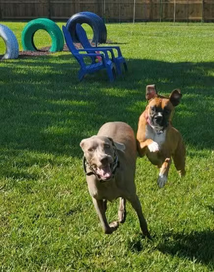 It's A Dog's World - St Cloud, FL