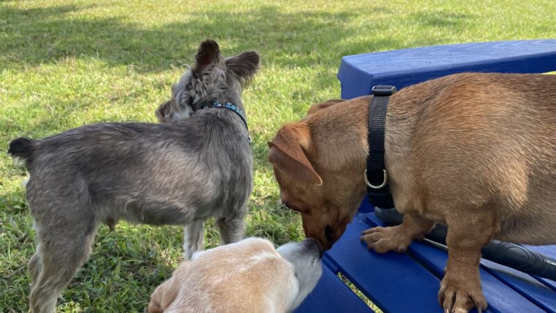 It's A Dog's World - St Cloud, FL