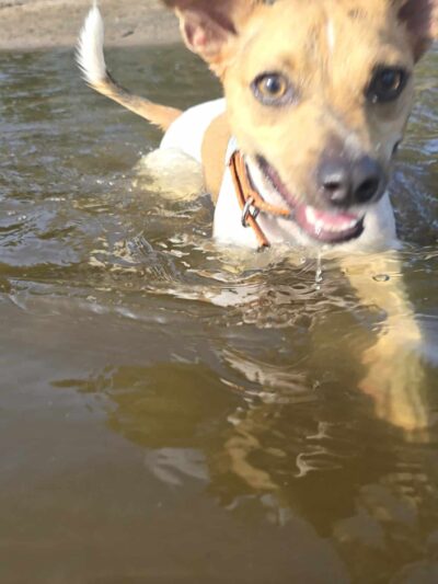 Wilson Park, Dog park - St Cloud, MN