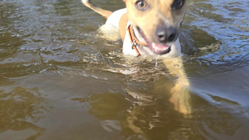 Wilson Park, Dog park - St Cloud, MN