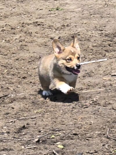 Wilson Park, Dog park - St Cloud, MN