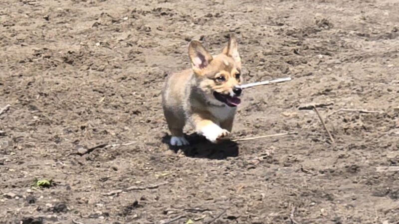 Wilson Park, Dog park - St Cloud, MN