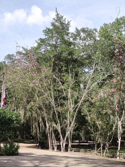 Audubon State Historic Site - St Francisville, LA