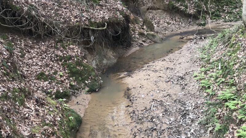 Mary Ann Brown Nature Preserve - St Francisville, LA
