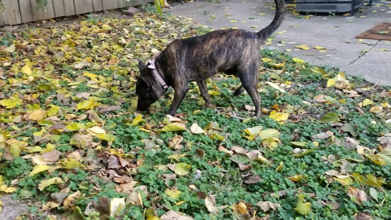 Cherokee Dog Park - St. Louis, MO