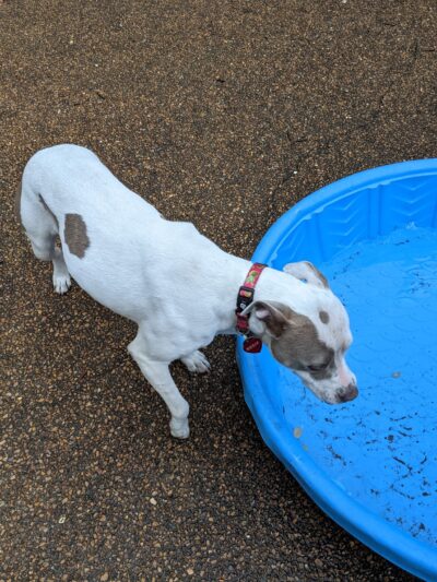 Cherokee Dog Park - St. Louis, MO