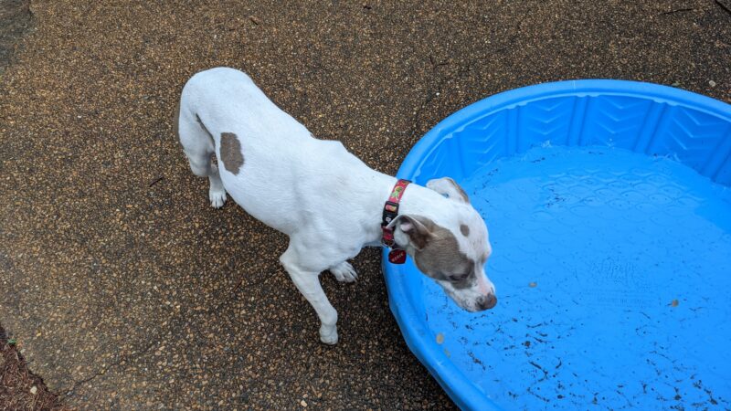 Cherokee Dog Park - St. Louis, MO