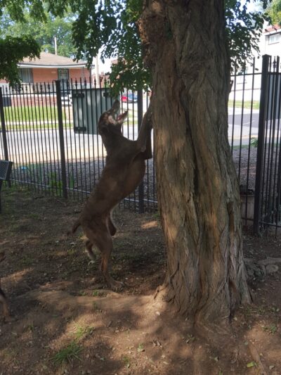Cherokee Dog Park - St. Louis, MO