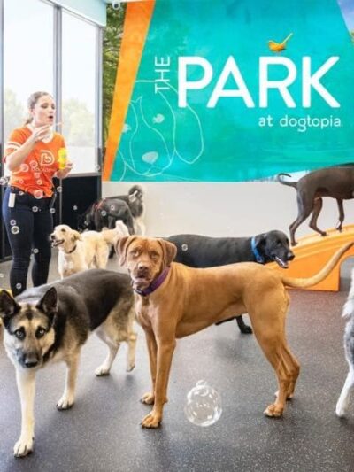 Dogtopia of Rock Hill - St. Louis, MO