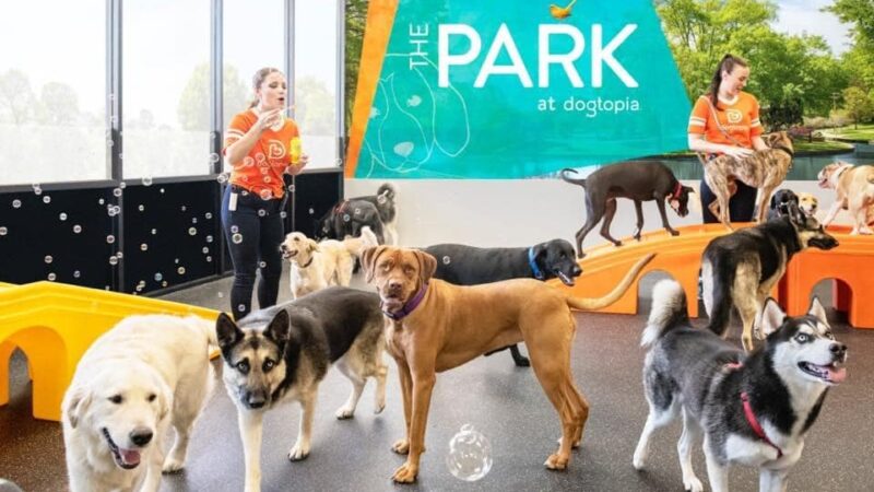 Dogtopia of Rock Hill - St. Louis, MO