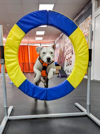 Doozle's Den - St. Louis, MO