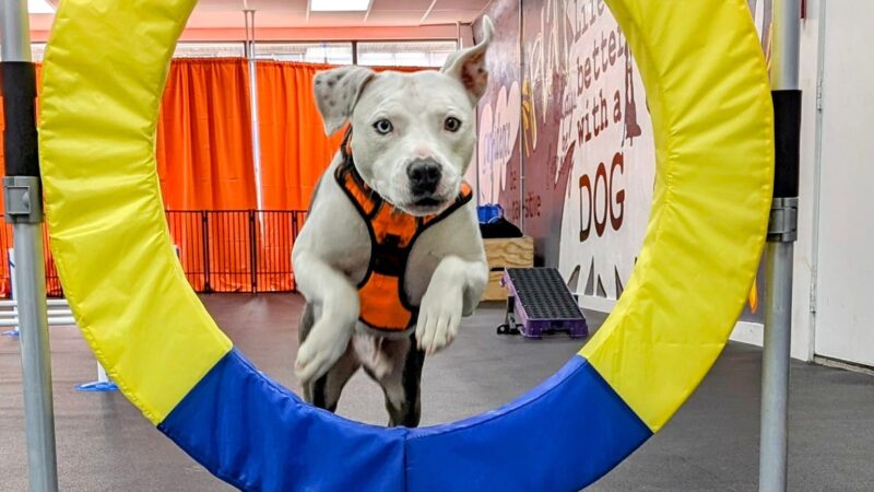 Doozle's Den - St. Louis, MO