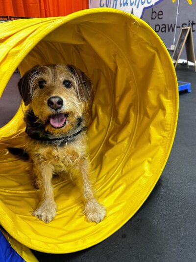 Doozle's Den - St. Louis, MO