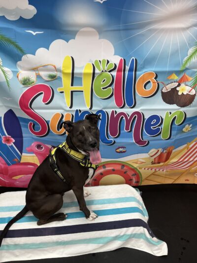 Doozle's Den - St. Louis, MO