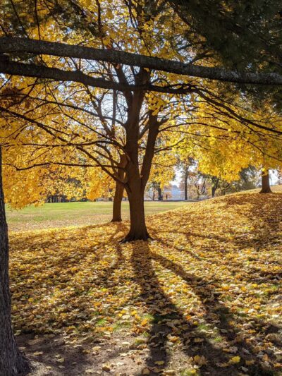 Endicott Park - St. Louis, MO