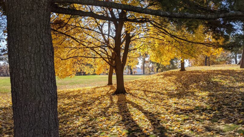 Endicott Park - St. Louis, MO