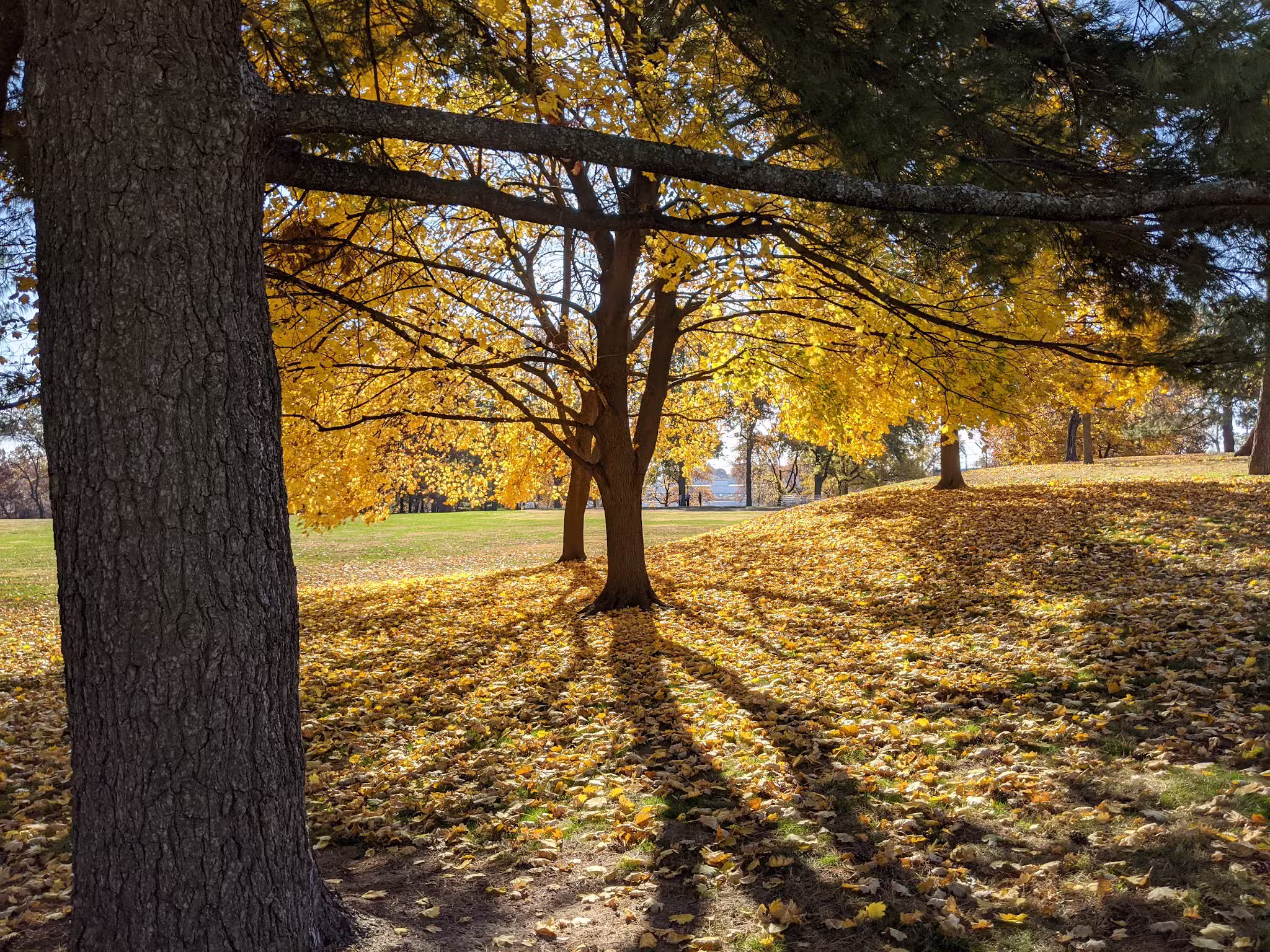 Endicott Park - St. Louis, MO