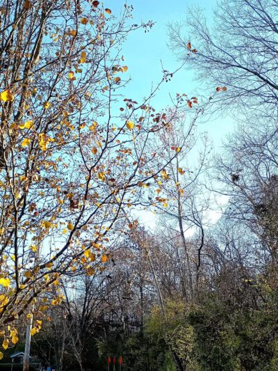 Ferndale Park - St. Louis, MO