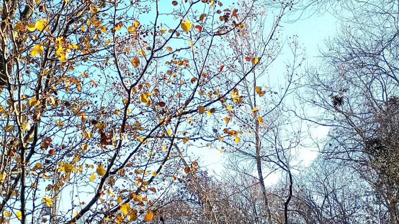 Ferndale Park - St. Louis, MO