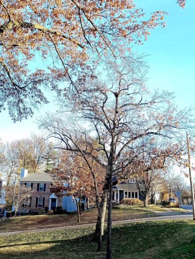 Ferndale Park - St. Louis, MO