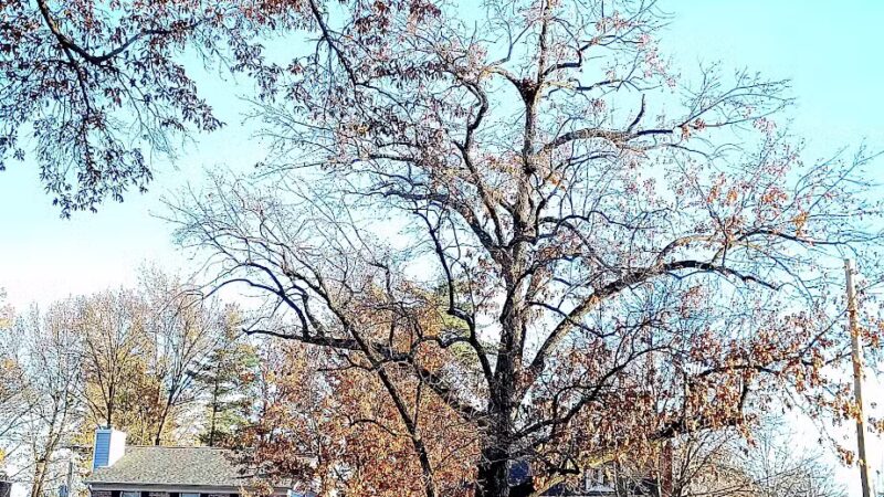 Ferndale Park - St. Louis, MO