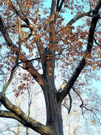 Ferndale Park - St. Louis, MO