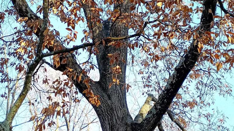 Ferndale Park - St. Louis, MO