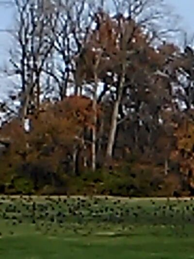 Greensfelder Park - St. Louis, MO