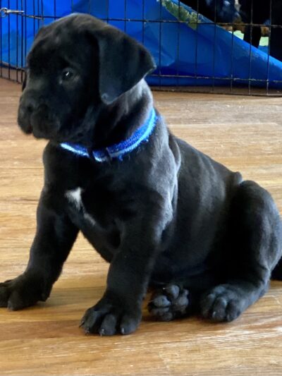 Nesbit-Newton Park - St. Louis, MO