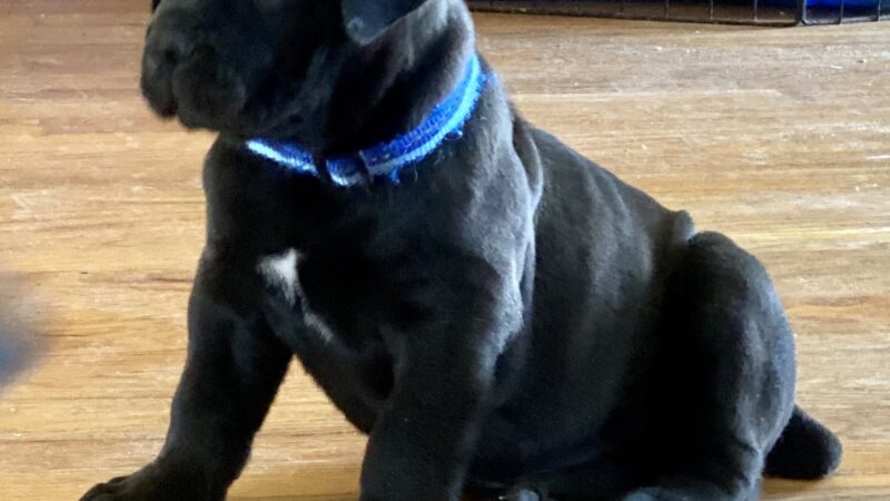 Nesbit-Newton Park - St. Louis, MO