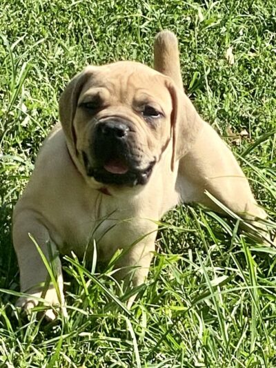 Nesbit-Newton Park - St. Louis, MO