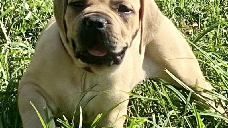 Nesbit-Newton Park - St. Louis, MO