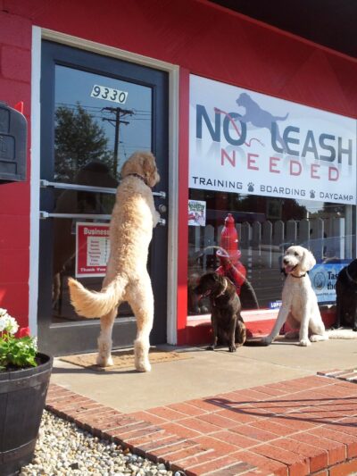 No Leash Needed - St. Louis, MO