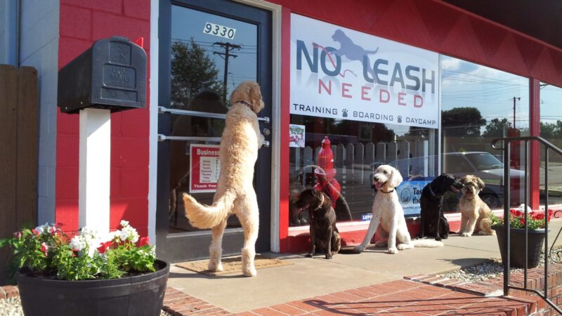 No Leash Needed - St. Louis, MO