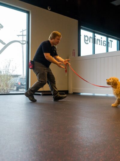 No Leash Needed - St. Louis, MO