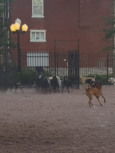 Shaw Dog Park (Membership Only) - St. Louis, MO