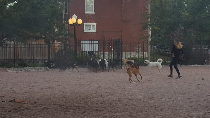 Shaw Dog Park (Membership Only) - St. Louis, MO