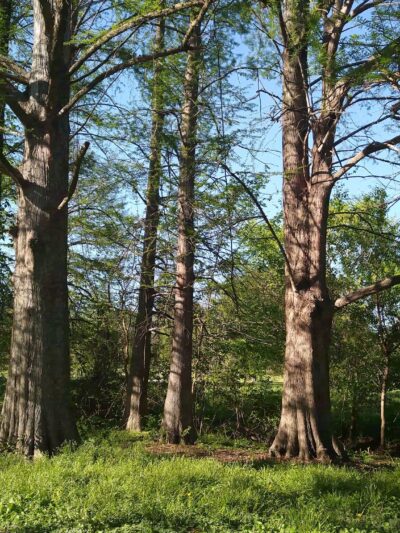 Willmore Park - St. Louis, MO