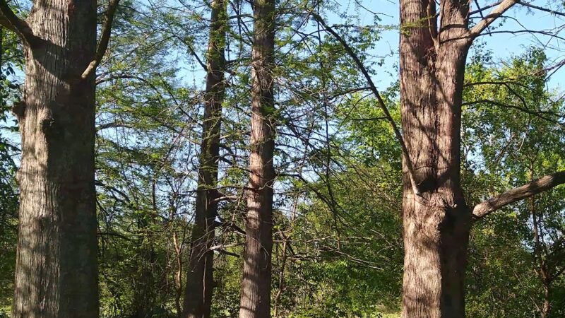 Willmore Park - St. Louis, MO