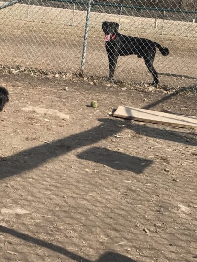 Saint Peter Dog Park - St Peter, MN