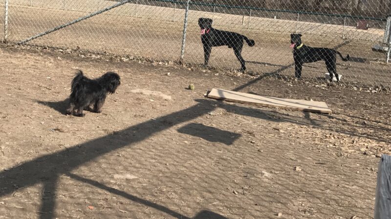 Saint Peter Dog Park - St Peter, MN
