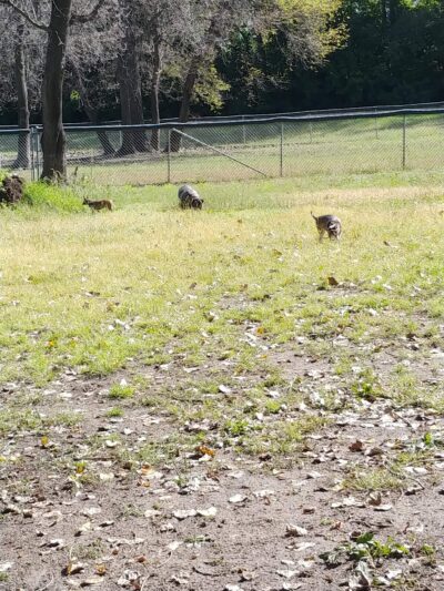 Saint Peter Dog Park - St Peter, MN