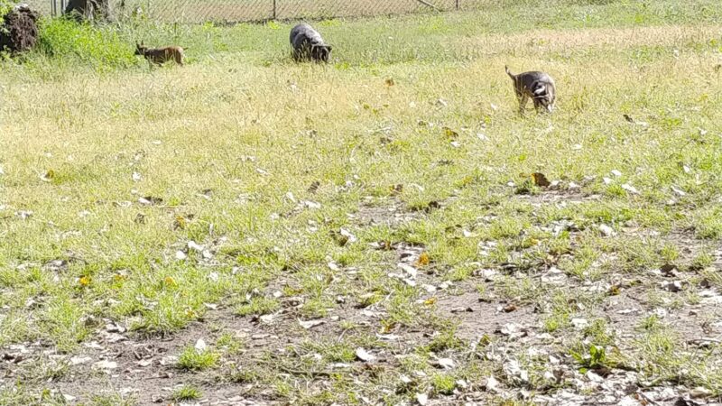Saint Peter Dog Park - St Peter, MN