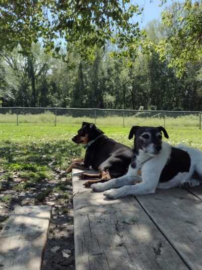 Saint Peter Dog Park - St Peter, MN