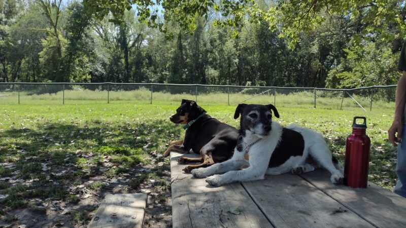 Saint Peter Dog Park - St Peter, MN