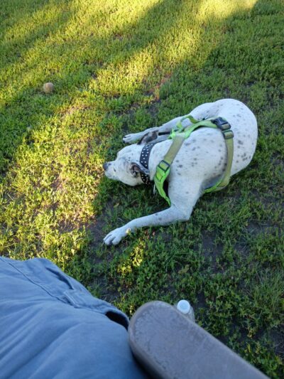 Thompson Dog Park - St Peter, MN