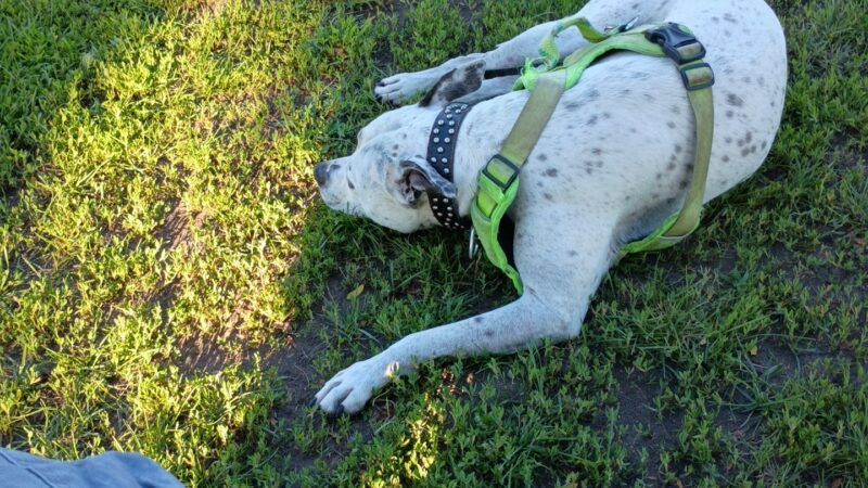 Thompson Dog Park - St Peter, MN